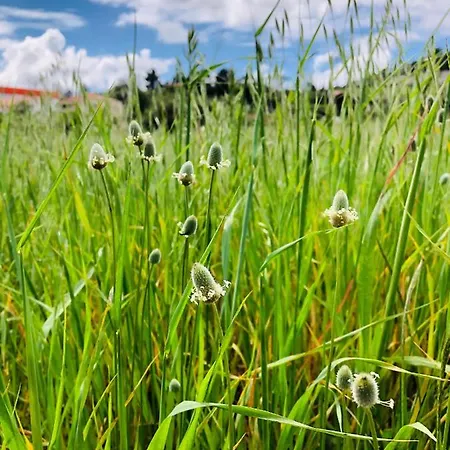 Appartamento Casa Martins Country Apt, No.6 Freiria