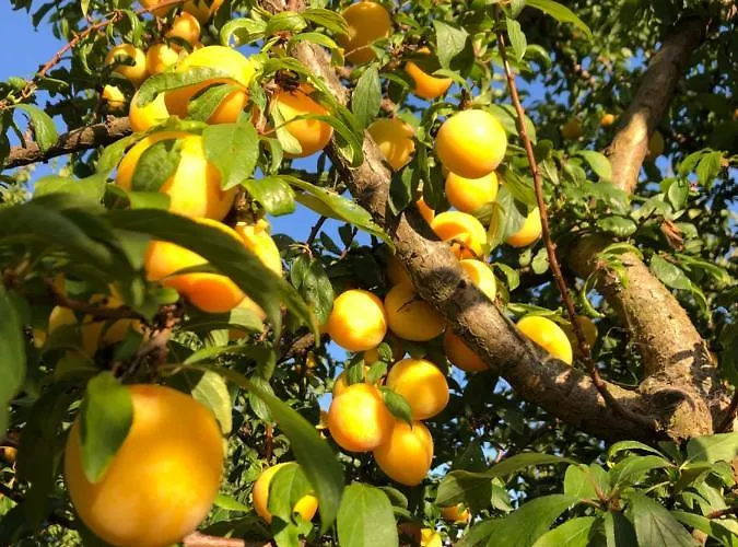 Casa Martins Country Apt, No.6 Freiria