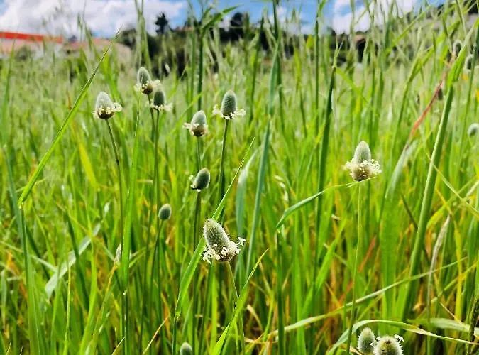 Apartment Casa Martins Country Apt, No.6 Freiria